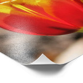 Vurige Oranje Gele Tulpenbloem Close Up 8x8 Foto Afdruk (Hoek)