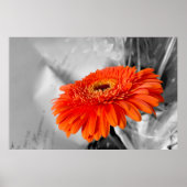 Vuur op bloemblaadjes poster (Voorkant)