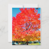 Vuur van het leven, helder, kleurrijk, boom in de  notitiekaartje (Voorkant)