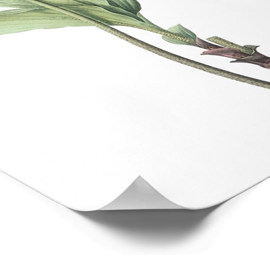 vuurballib (Haemanthus multiflorus) van Redouté Poster (Hoek)