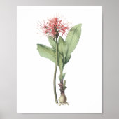 vuurballib (Haemanthus multiflorus) van Redouté Poster (Voorkant)