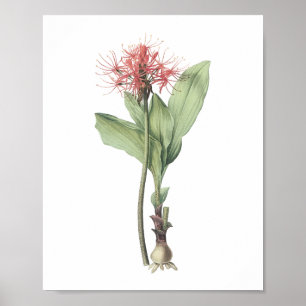 vuurballib (Haemanthus multiflorus) van Redouté Poster