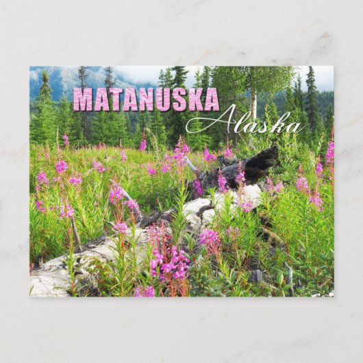 Vuurbloemen in Matanuska Valley, Alaska Briefkaart (Voorkant)