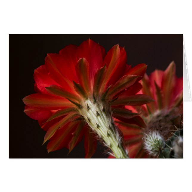 Vuurlicht overal (Voorkant Horizontaal)