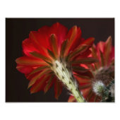 Vuurlicht overal foto afdruk (Voorkant)