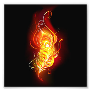 Vuurpacock Veer Foto Afdruk