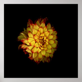 Vuurrode Gouden Dahlia Bloemposter Poster