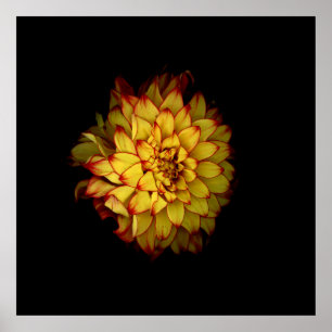 Vuurrode Gouden Dahlia Bloemposter Poster