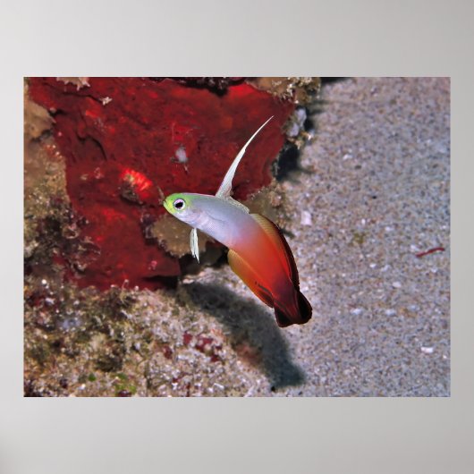 Vuurschildvis Poster (Voorkant)