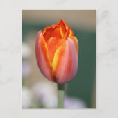 Vuurventilator Briefkaart (Voorkant)