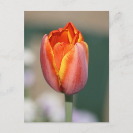 Vuurventilator Briefkaart (Voorkant)