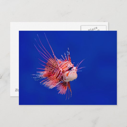 Vuurvis Briefkaart (Voorkant / Achterkant)