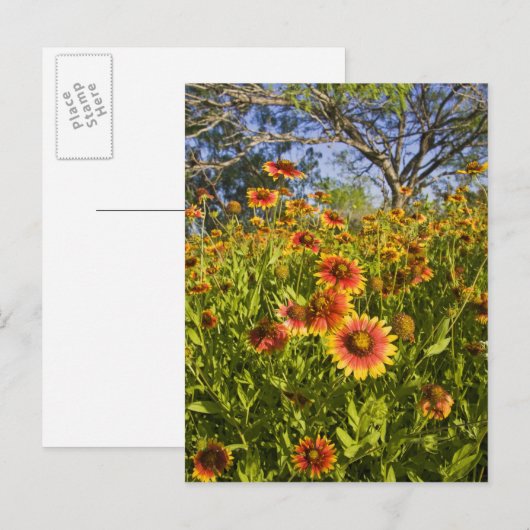 Vuurvliegers Gaillardia pulchella) Briefkaart (Voorkant / Achterkant)