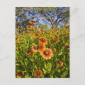 Vuurvliegers Gaillardia pulchella) Briefkaart (Voorkant)