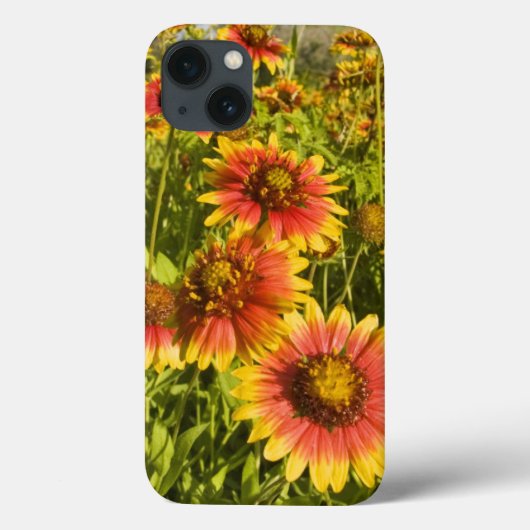 Vuurvliegers Gaillardia pulchella) Case-Mate iPhone Case (Achterkant)