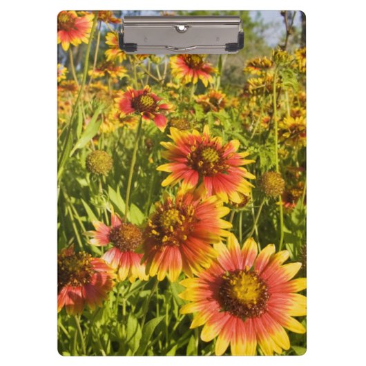 Vuurvliegers Gaillardia pulchella) Klembord (Voorkant)