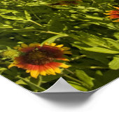 Vuurvliegers Gaillardia pulchella) Poster (Hoek)