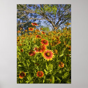 Vuurvliegers Gaillardia pulchella) Poster