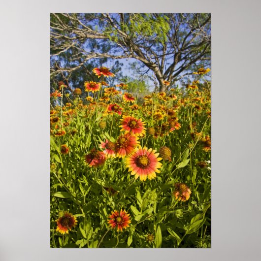 Vuurvliegers Gaillardia pulchella) Poster (Voorkant)