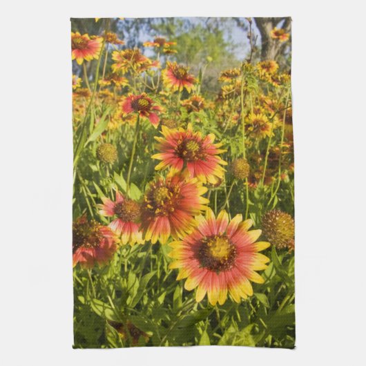 Vuurvliegers Gaillardia pulchella) Theedoek (Verticaal)