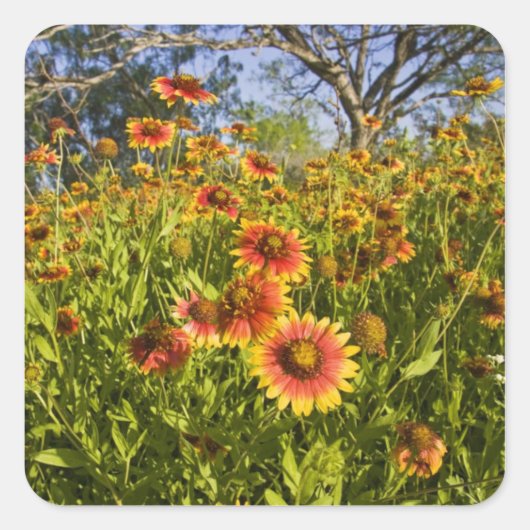 Vuurvliegers Gaillardia pulchella) Vierkante Sticker (Voorkant)