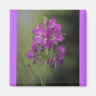 Vuurweed Magneet