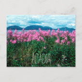 Vuurweed op Baker Island, Acadia, National Park Briefkaart (Voorkant)