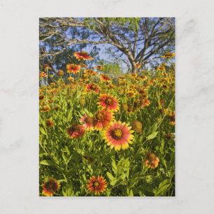 Vuurwielen Gaillardia pulchella) wilde bloemen Briefkaart