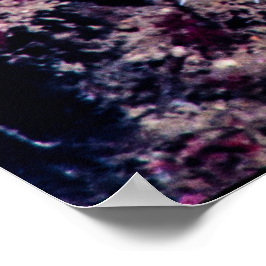 vuurzee-egel poster (Hoek)