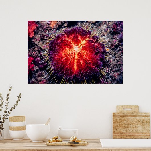 vuurzee-egel poster (Keuken)