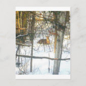 Wґ ḯ tℯ ♏ ℴ ti Þ αℯ Briefkaart (Voorkant)