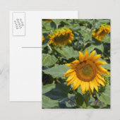 WA, Kittitas County, Zonnebloemveld Briefkaart (Voorkant / Achterkant)