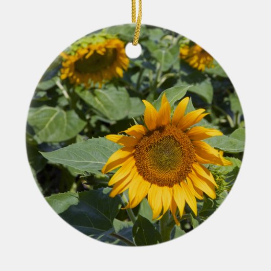 WA, Kittitas County, Zonnebloemveld Keramisch Ornament (Voorkant)
