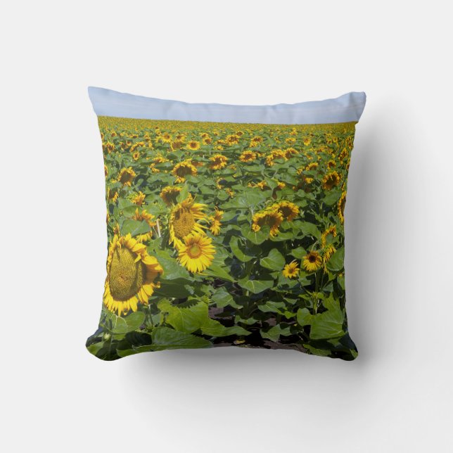 WA, Kittitas County, Zonnebloemveld Kussen (Voorkant)