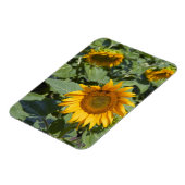 WA, Kittitas County, Zonnebloemveld Magneet (Linkerzijde)