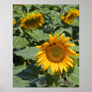 WA, Kittitas County, Zonnebloemveld Poster