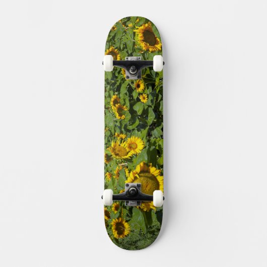 WA, Kittitas County, Zonnebloemveld Skateboard (Voorkant)