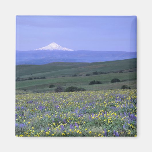 WA, Klickitat County, Dalles Mountain Ranch, Magneet (Voorkant)