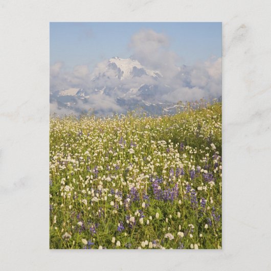WA, Mt. Baker Wilderness, Mt. Shuksan en Briefkaart (Voorkant)