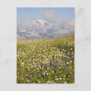 WA, Mt. Baker Wilderness, Mt. Shuksan en Briefkaart