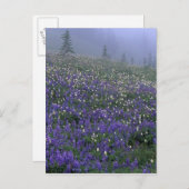 WA, Mt. Rainier NP, Lupine en Bistort-weide Briefkaart (Voorkant / Achterkant)