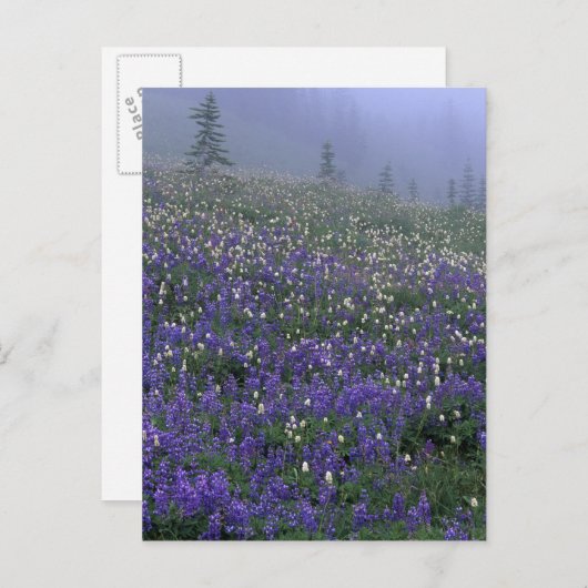 WA, Mt. Rainier NP, Lupine en Bistort-weide Briefkaart (Voorkant / Achterkant)