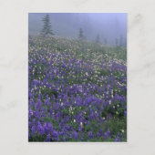 WA, Mt. Rainier NP, Lupine en Bistort-weide Briefkaart (Voorkant)