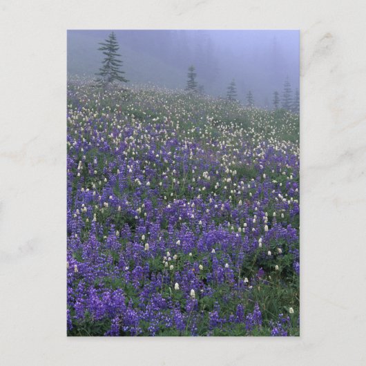 WA, Mt. Rainier NP, Lupine en Bistort-weide Briefkaart (Voorkant)