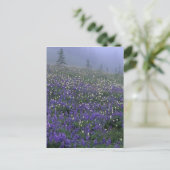 WA, Mt. Rainier NP, Lupine en Bistort-weide Briefkaart (Staand voorkant)