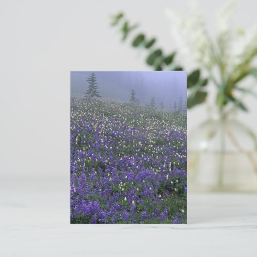 WA, Mt. Rainier NP, Lupine en Bistort-weide Briefkaart (Staand voorkant)