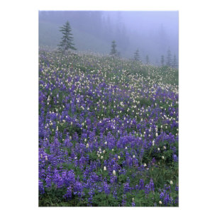 WA, Mt. Rainier NP, Lupine- en Bistortweide Foto Afdruk