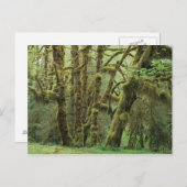 WA, Olympic NP, Hoh Rain Forest, Hall of Briefkaart (Voorkant / Achterkant)
