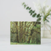 WA, Olympic NP, Hoh Rain Forest, Hall of Briefkaart (Staand voorkant)