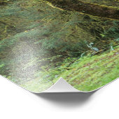 WA, Olympic NP, Hoh Rain Forest, Hall of Foto Afdruk (Hoek)